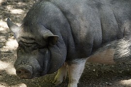 pot-bellied-pig-793590__180