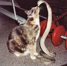 cat cobra